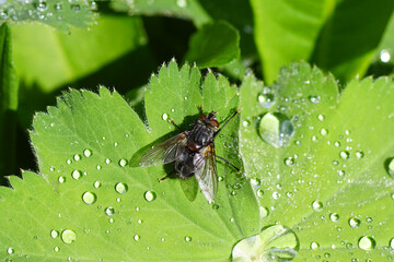 Plakat Close up tachinid fly Blepharipa pratensis, synonym Panzeria rudis of the family Tachinidae. On a leaf with water drops. Dutch garden. Spring, May, Netherlands
