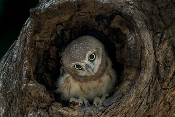 I know...I am cute! :)