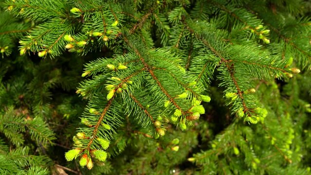 Spruce with new shoots on branches in cloudy weather. Early spring, cloudy day. Taken from the hand without a steadicam. 