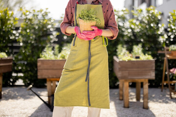 Woman in green apron carrying pot with herbs at home garden outdoors, cropped image with no face. Concept of growing local food at backyard