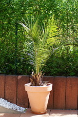 potted palm in the garden