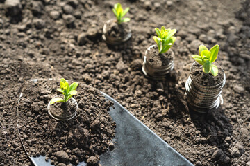 Money growth in soil with green leaves and trees concept, business and farming success finance. Agriculture plant seeding growing step concept in garden