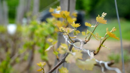 Tiny spring leaves of grapes plant. Close up shot of tiny buds. A close up of a sprout of new leaves emerging on a grapevine. Young inflorescence of grapes on the vine close-up