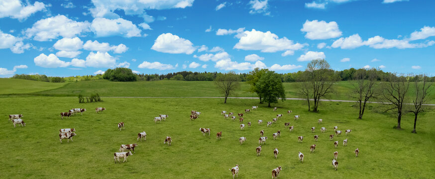 Aerial view of field with cows in France