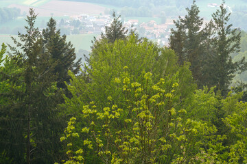 Obraz na płótnie Canvas German forest photographed in spring 2022 in Bavaria
