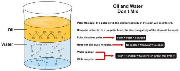 Why oil and water dont mix infographic diagram for chemistry science education atom polar nonpolar bond electronegativity solution suspension hydrophobic effect vector chart illustration scheme - obrazy, fototapety, plakaty