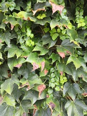 Natural desktop background green leaves of a climbing hedera plant. A live fence.