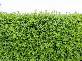 Obraz premium Green natural background, a hedge of a creeper in the spring with young, green leaves,