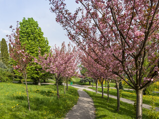 Naklejka premium Park alley with almond trees on both sides with lovely pink flowers