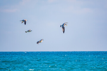 Fototapeta na wymiar Four sea gulls fly in the clear blue sky