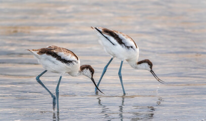 Two water birds pied avocet, Recurvirostra avosetta, feeding in the lake. The pied avocet is a large black and white wader with long, upturned beak