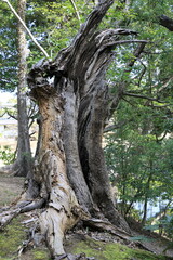朽ち果てた大きな大木