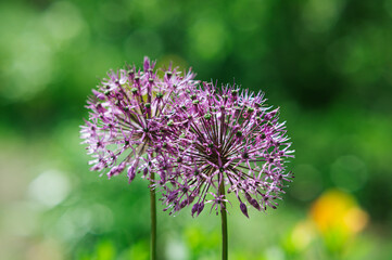 Allium Rosenbachianum Ornamental Onion