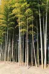 背の高い日本の竹林