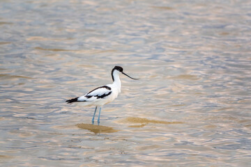 Water bird pied avocet, Recurvirostra avosetta, feeding in the lake. The pied avocet is a large...