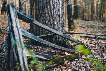 Broken Fence in the Forest