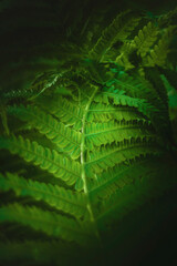 Zielone liście wiosennej paproci w świetle ciemnego parku. Naturalny wzór tekstury, tła. Może służyć jako obraz, tapeta. 