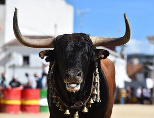 toro bravo español con grandes cuernos en un espectaculo tradicional en españa