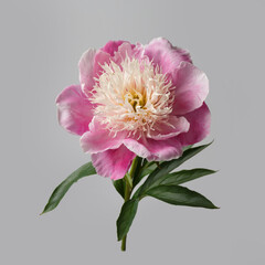 Delicate pink peony flower  isolated on a gray background.