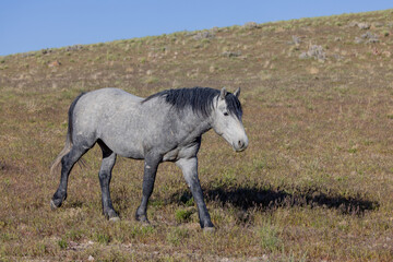 Fototapeta na wymiar Beautiful Wild Horse in Springtime in the Utah Desert