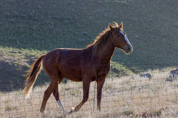 Fototapeta premium Beautiful Wild Horse in Springtime in the Utah Desert