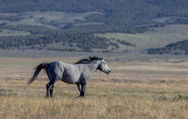 Obraz na płótnie Canvas Beautiful Wild Horse in Springtime in the Utah Desert