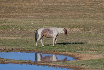 Obraz na płótnie Canvas Beautiful Wild Horse in Springtime in the Utah Desert