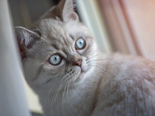 Closeup picture of a little British Shotrhair silver color cat with blue and green eyes looking outside the window