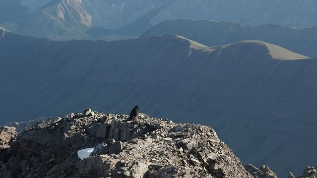 Crow at the summit of Mount Rae
