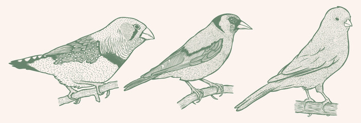 Bird collection hand drawn - Zebra Finch-Goldfinch-Canary - Out line