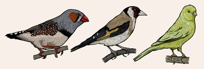 Bird collection hand drawn - Zebra Finch-Goldfinch-Canary