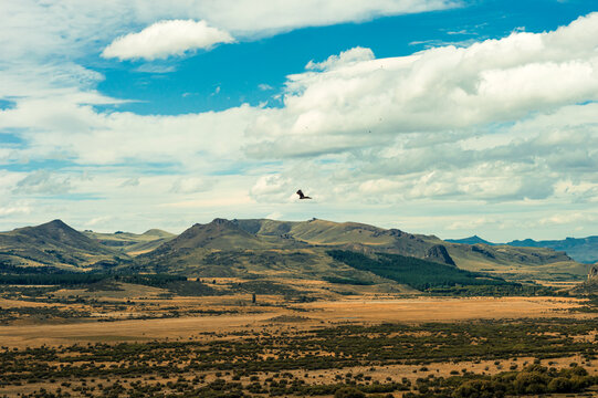 Condor flying over a valley with mountain ranges. freedom and wildlife concept. Argentinian Patagonia