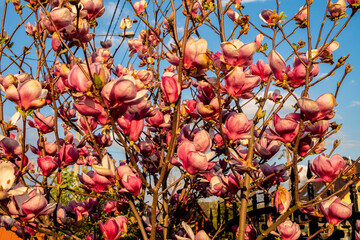 magnolia, kwiaty magnolii, krzew magnolii - obrazy, fototapety, plakaty