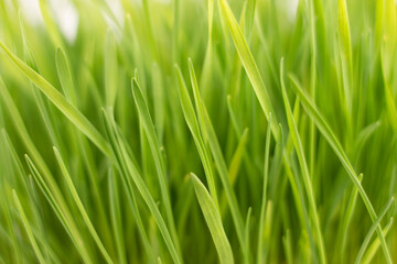 Obraz na płótnie Canvas Fresh green grass closes up image.