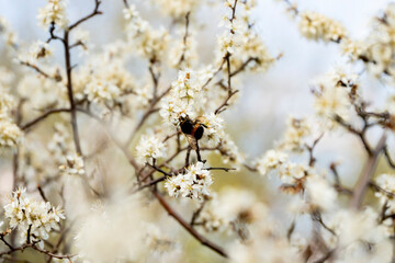 trzmiel, trzmiel na kwiatach, wiosenny trzmiel, trzmiel zapylający kwiaty śliwki, bumblebee,...