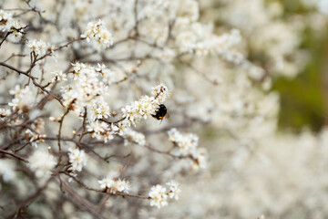 trzmiel, trzmiel na kwiatach, wiosenny trzmiel, trzmiel zapylający kwiaty śliwki, bumblebee, bumblebee on flowers, spring bumblebee, bumblebee pollinating plum flowers, - obrazy, fototapety, plakaty
