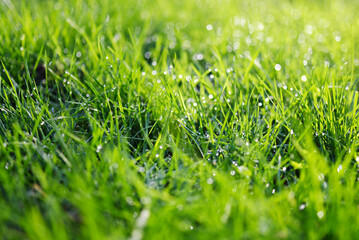 pelouse et gouttes de pluie