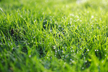 pelouse et gouttes de pluie