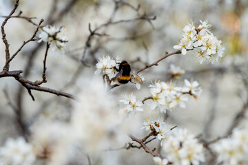 trzmiel, trzmiel na kwiatach, wiosenny trzmiel, trzmiel zapylający kwiaty śliwki, bumblebee,...