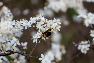 trzmiel, trzmiel na kwiatach, wiosenny trzmiel, trzmiel zapylający kwiaty śliwki, bumblebee, bumblebee on flowers, spring bumblebee, bumblebee pollinating plum flowers, - obrazy, fototapety, plakaty