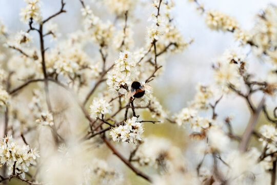 trzmiel, trzmiel na kwiatach, wiosenny trzmiel, trzmiel zapylający kwiaty śliwki, bumblebee, bumblebee on flowers, spring bumblebee, bumblebee pollinating plum flowers,