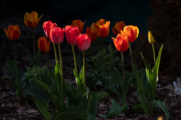 Obraz premium Tulipany, tulipany w ogrodzie, kwiaty tulipanów, kolory wiosny, wiosenne kwiaty, kwiaty i swiatło, kwiaty oświetlone promieniami słońca, Macro kwiaty, macro tulipany, Tulips, tulips in the garden, tul