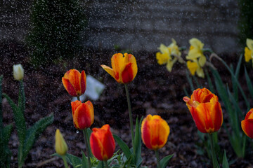 Tulipany w czasie deszczu, podlewanie kwiatów, kwiaty i woda, macro woda, tulipany, kwiaty, deszcz, podlewanie, Tulips in the rain, watering flowers, flowers and water, macro water, tulips, flowers,   - obrazy, fototapety, plakaty