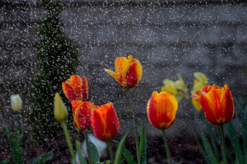 Tulipany w czasie deszczu, podlewanie kwiatów, kwiaty i woda, macro woda, tulipany, kwiaty, deszcz, podlewanie, Tulips in the rain, watering flowers, flowers and water, macro water, tulips, flowers,   - obrazy, fototapety, plakaty