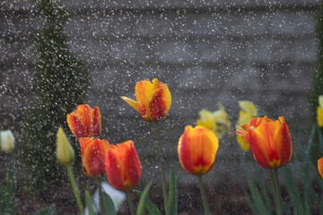 Tulipany w czasie deszczu, podlewanie kwiatów, kwiaty i woda, macro woda, tulipany, kwiaty,...