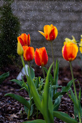 Tulipany w czasie deszczu, podlewanie kwiatów, kwiaty i woda, macro woda, tulipany, kwiaty,...