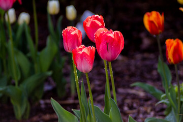 Tulipany, tulipany w ogrodzie, kwiaty tulipanów, kolory wiosny, wiosenne kwiaty, kwiaty i swiatło, kwiaty oświetlone promieniami słońca, Macro kwiaty, macro tulipany, Tulips, tulips in the garden, tul - obrazy, fototapety, plakaty