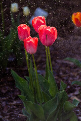 Fototapeta premium Tulipany, tulipany w ogrodzie, kwiaty tulipanów, kolory wiosny, wiosenne kwiaty, kwiaty i swiatło, kwiaty oświetlone promieniami słońca, Macro kwiaty, macro tulipany, Tulips, tulips in the garden, tul