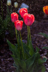 Tulipany, tulipany w ogrodzie, kwiaty tulipanów, kolory wiosny, wiosenne kwiaty, kwiaty i...