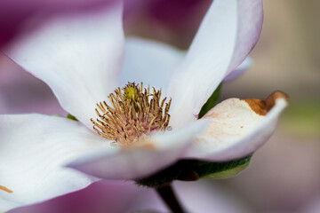 magnolia, kwiaty magnolii, krzew magnolii - obrazy, fototapety, plakaty
